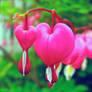 Flowering hearts