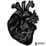 Anatomical Heart