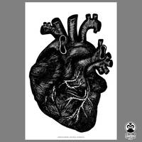Anatomical Heart (12x18 Print In Stock Now)