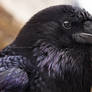 Common raven