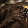 Common buzzard