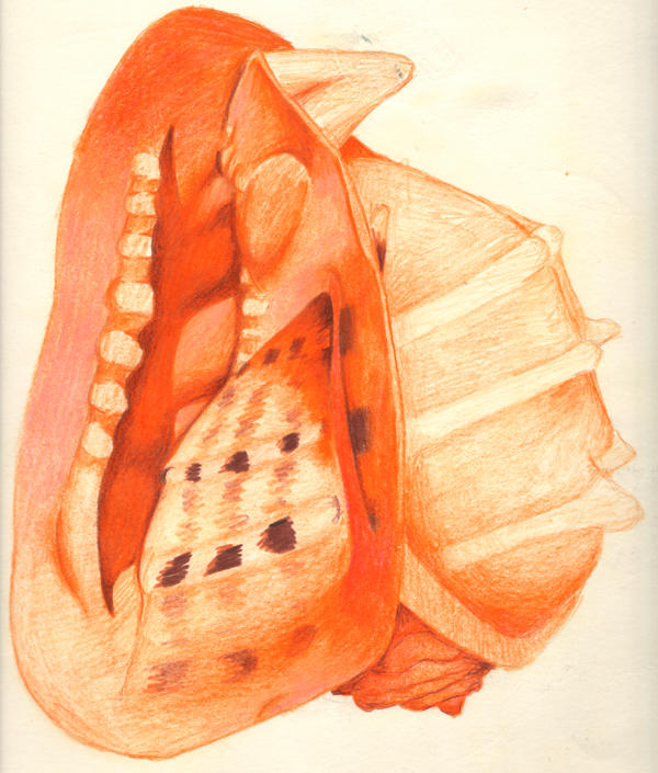 Conch by StooBainbridge on DeviantArt