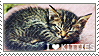 I love Kitties by WishmasterAlchemist