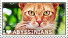 I love Abyssinians by WishmasterAlchemist