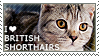 I love British Shorthairs