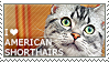 I love American Shorthairs