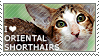 I heart oriental shorthairs