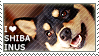 I love Shiba Inus