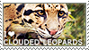 I love Clouded Leopards