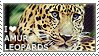 I love Amur Leopards