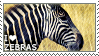 I love Zebras
