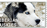 I love Siberian Huskies