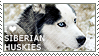 I love Siberian Huskies by WishmasterAlchemist