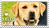 I love Yellow Labs by WishmasterAlchemist