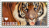 I love Tigers by WishmasterAlchemist