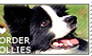 I love Border Collies