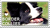 I <3 Border Collies with a picture of a black and white border collie