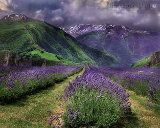 Lavender Valley