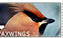 I love Waxwings