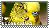 I love Budgerigars