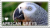 I love African Greys