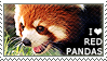 I love Red Pandas