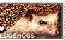 I love Hedgehogs