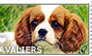 I love Cavaliers