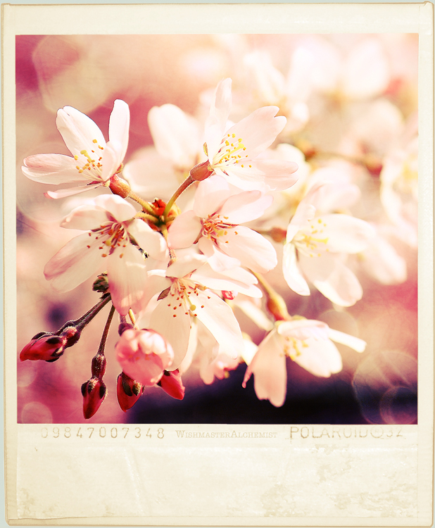 Yokohama Sakura