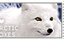 I love Arctic Foxes