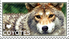 I love Coyotes by WishmasterAlchemist