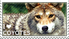 I love Coyotes