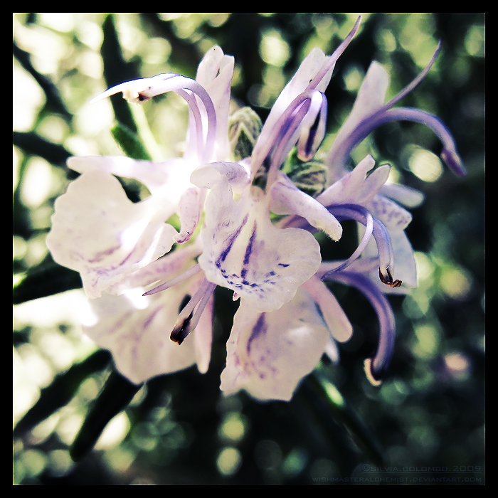 Rosemary Ballerina