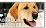 I love Labrador Retrievers