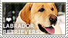 I love Labrador Retrievers by WishmasterAlchemist