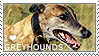 I love Greyhounds