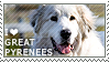I love Great Pyrenees