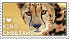 I love King Cheetahs by WishmasterAlchemist