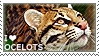 I love Ocelots by WishmasterAlchemist