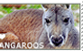 I love Kangaroos