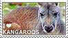 I love Kangaroos