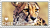 I love Cheetahs