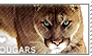 I love Cougars