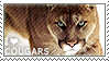 I love Cougars