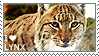 I love Lynx