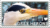 I love Grey Herons