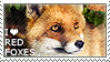 I love Red Foxes