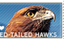 I love Red-tailed Hawks