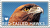 I love Red-tailed Hawks