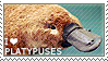 I love Platypuses